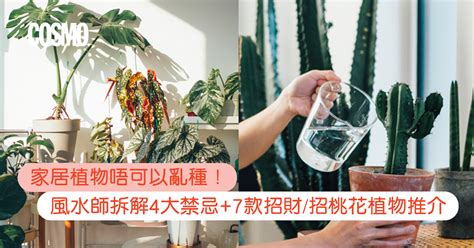 桃花枝 風水|風水植物｜不只富貴竹！7款招財/招桃花植物推介+不 